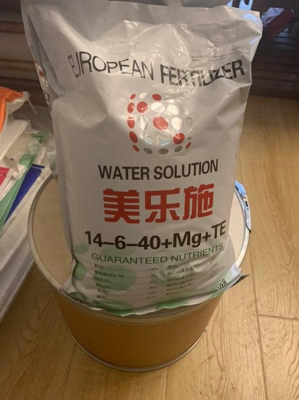 金愛霖