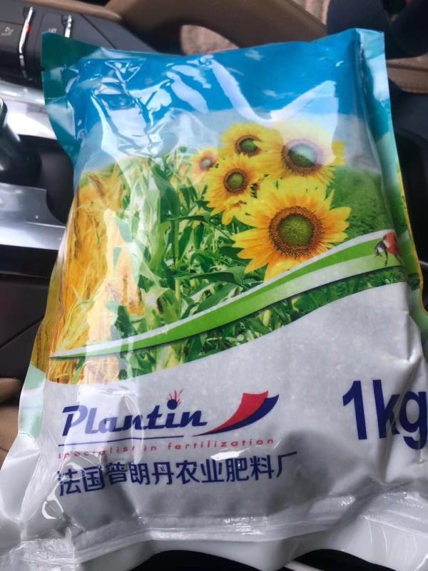 金愛霖